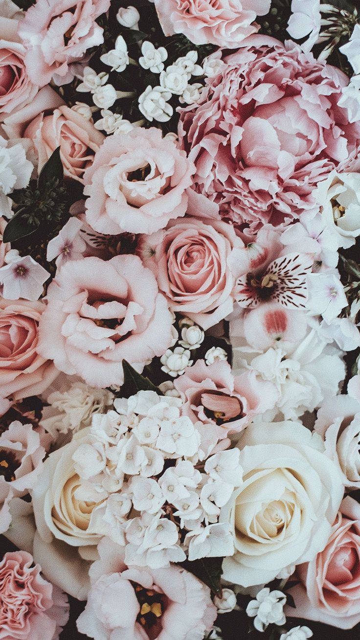 Pink Rose iPhone, soft pink, white flowers, HD Phone Wallpaper