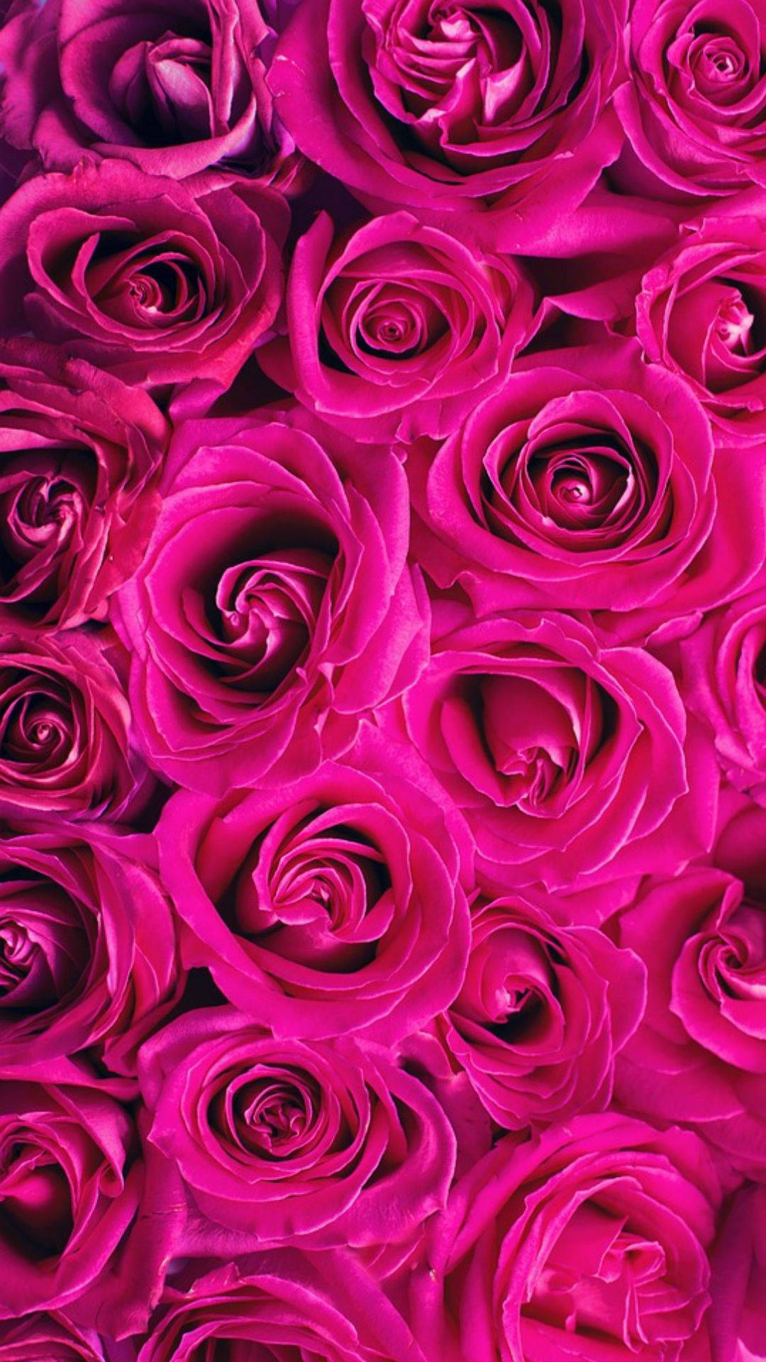 hot pink aesthetic roses, vivid magenta roses, velvety petals, Full HD Phone Wallpaper
