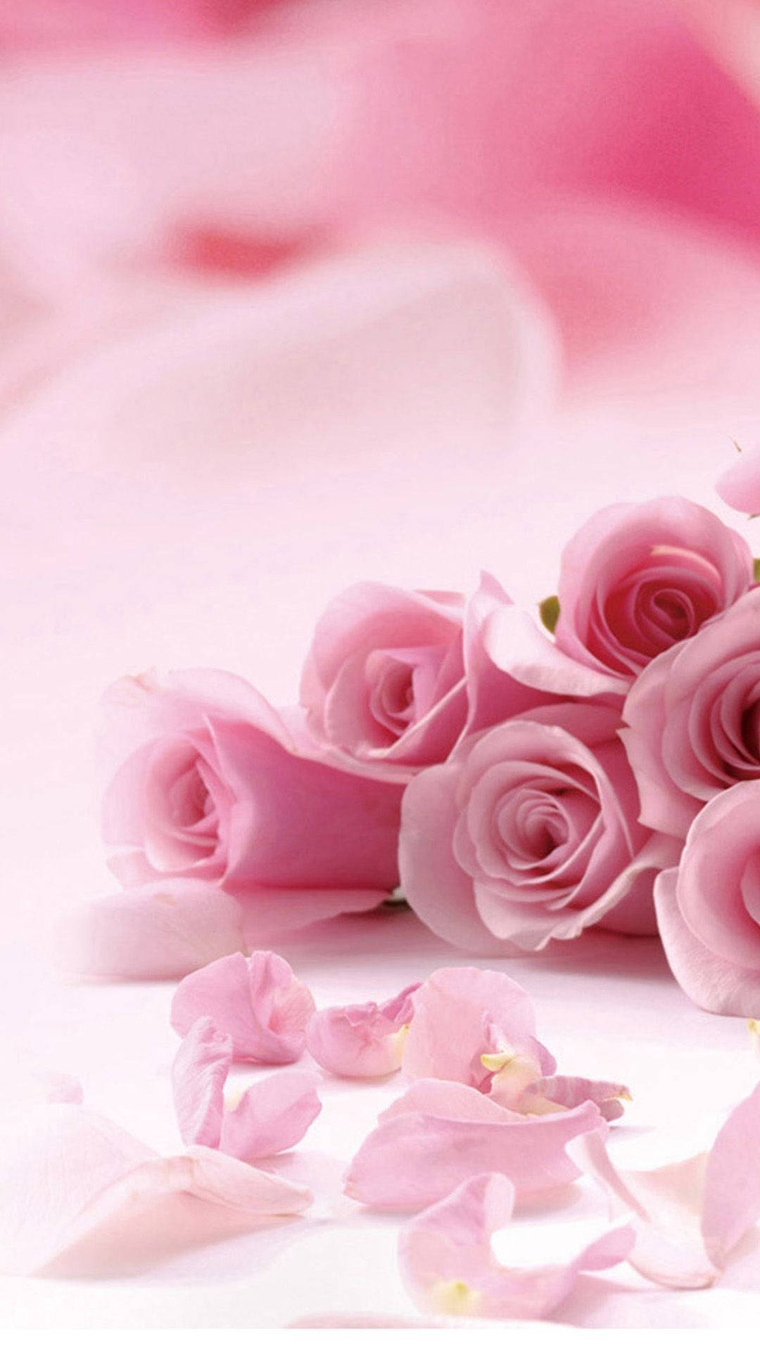 Pink Rose iPhone, soft pink roses, scattered petals, Full HD Phone Wallpaper