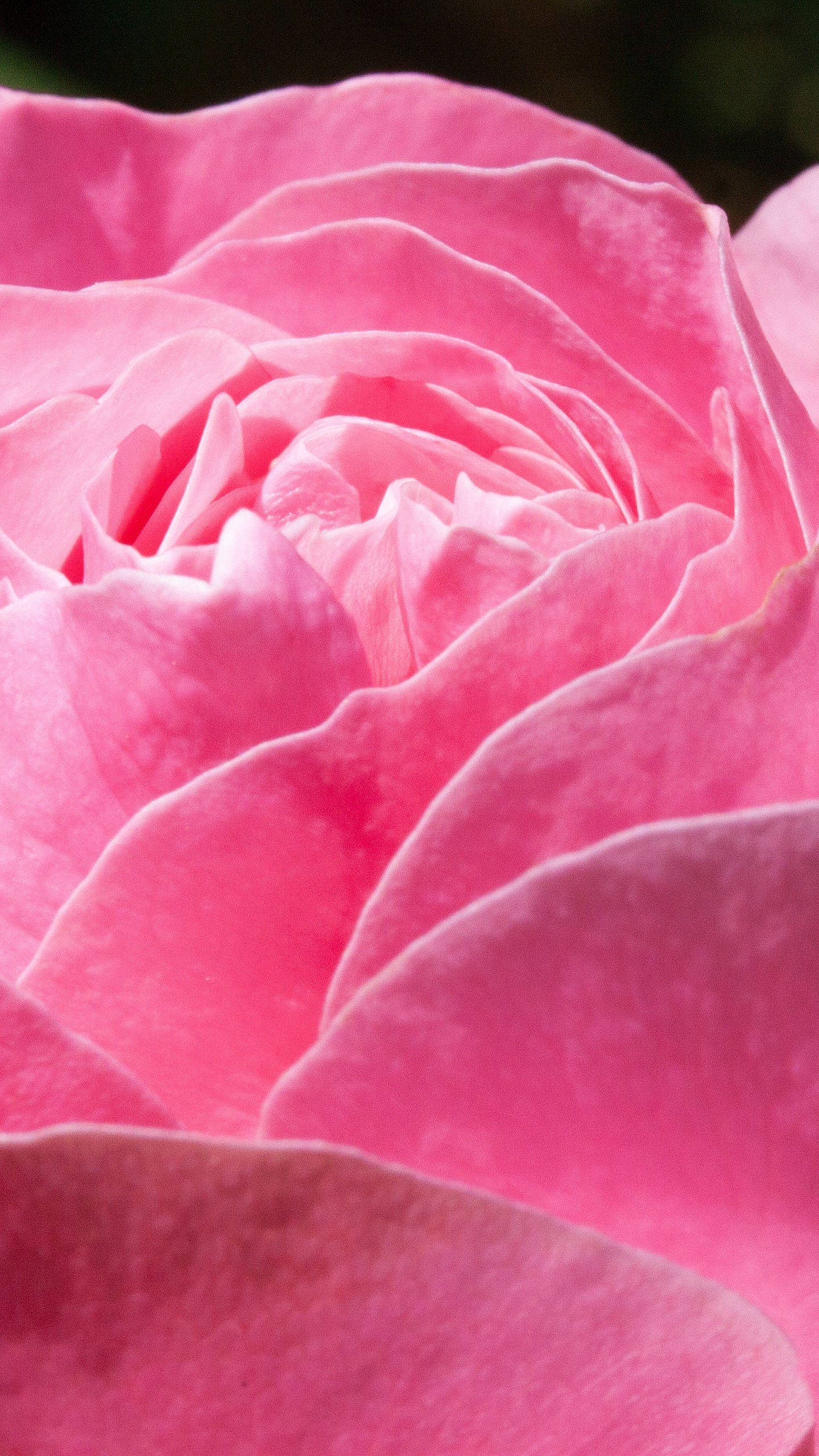 Pink Rose iPhone, soft pink rose, velvety petals, 2K Phone Wallpaper
