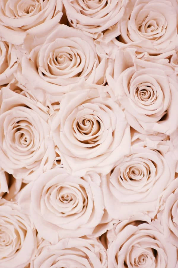 blush pink roses, soft blush pink roses, delicate layered petals, SD Phone Wallpaper