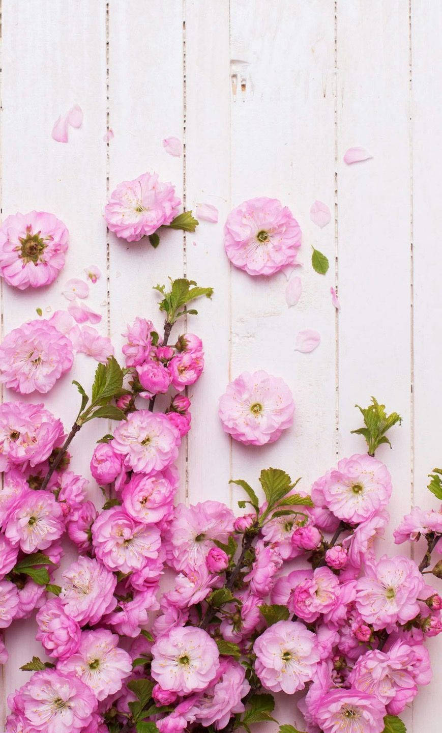 Pink Rose iPhone, pink cherry blossoms, petals, HD Phone Wallpaper