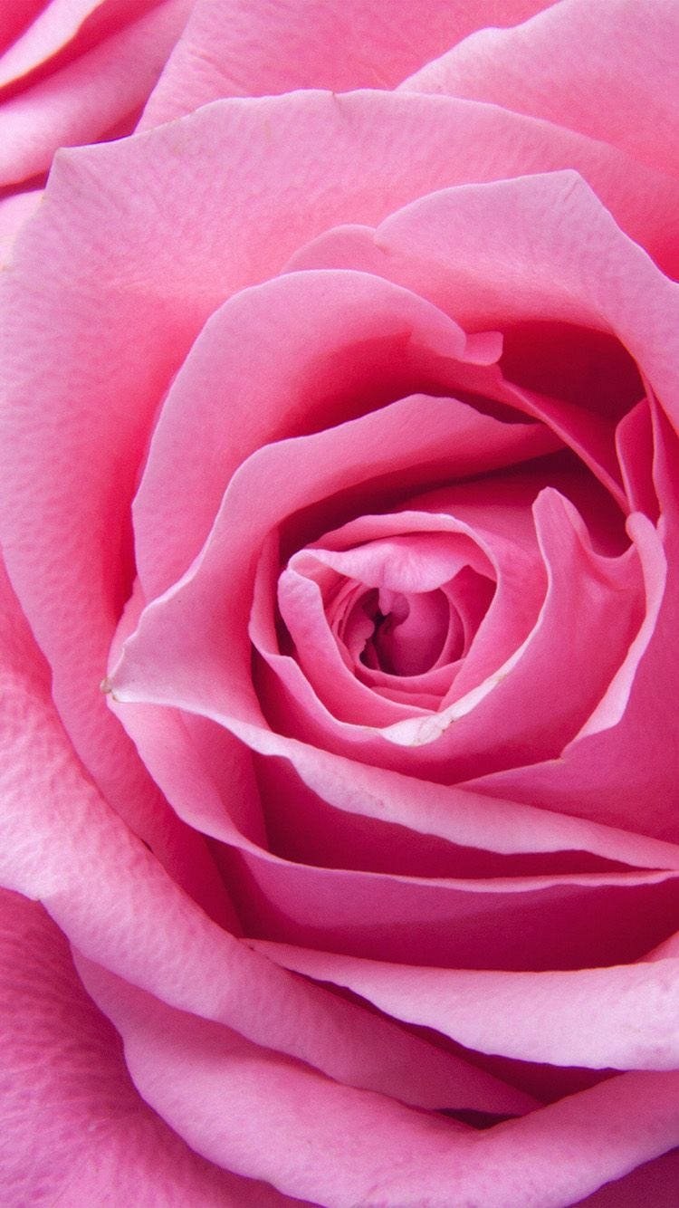 Pink Rose iPhone, soft pink rose, delicate layered petals, HD Phone Wallpaper