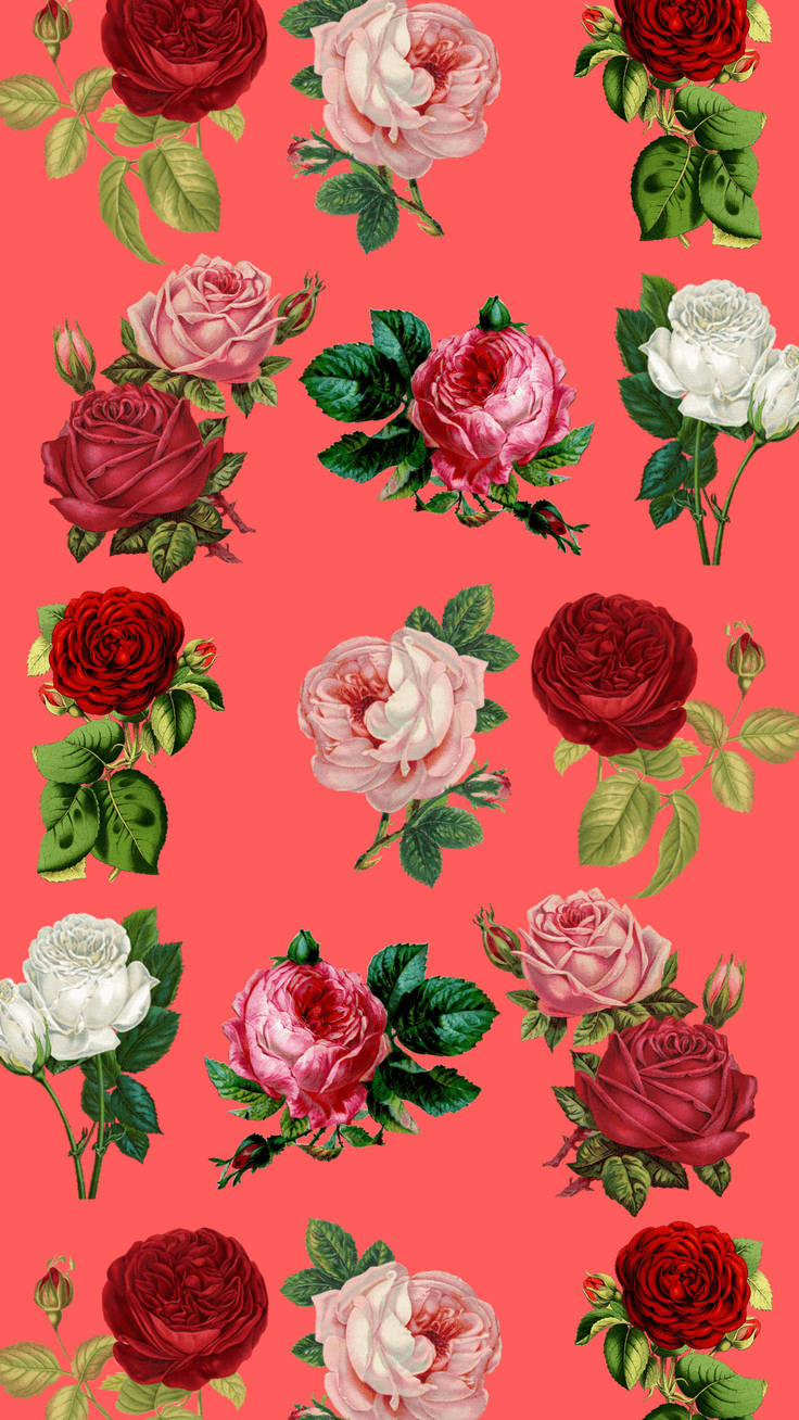 Floral Rose iPhone, pink background, coral background, HD Phone Wallpaper