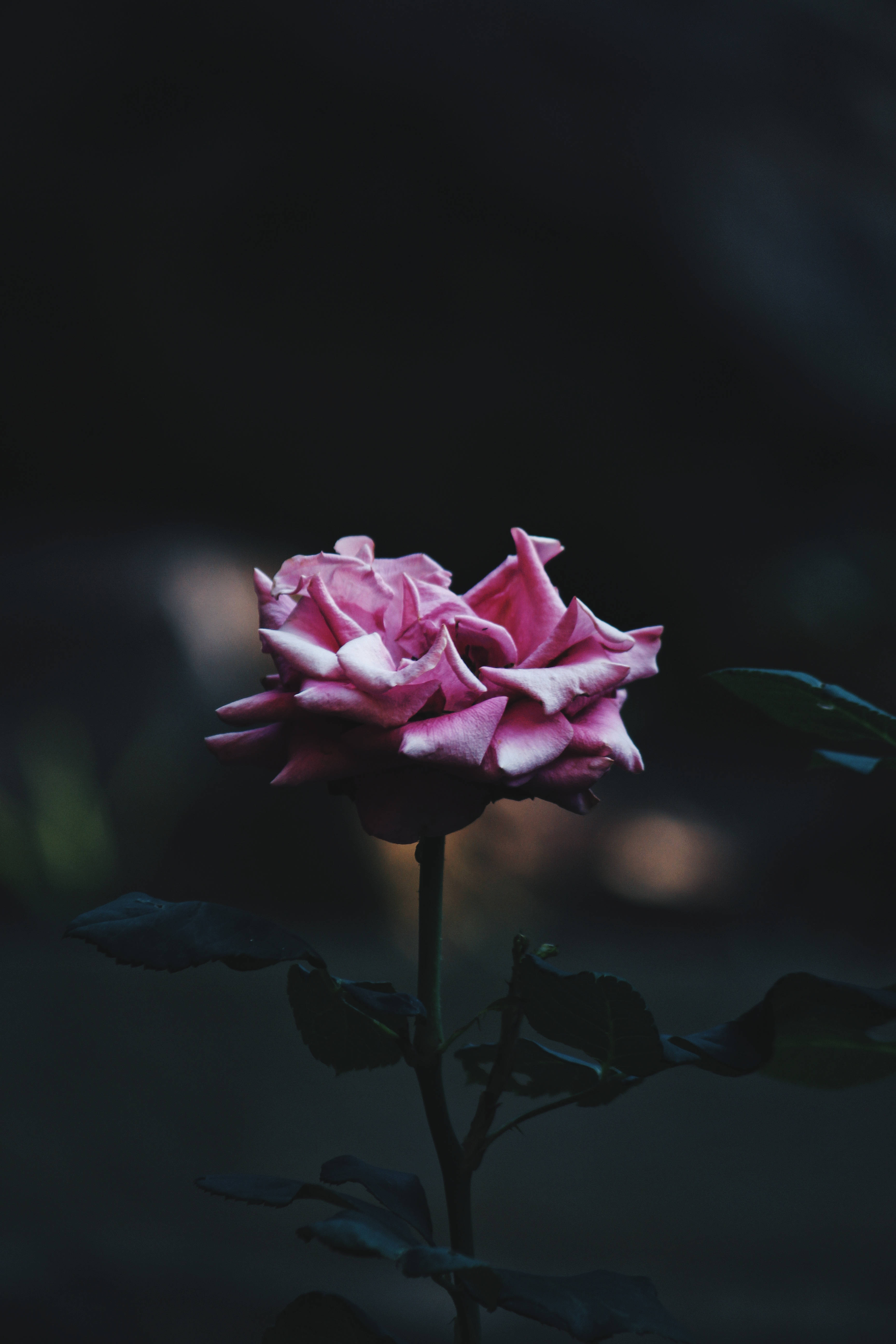 Pink Rose iPhone, pink rose, dark background, 5K Phone Wallpaper