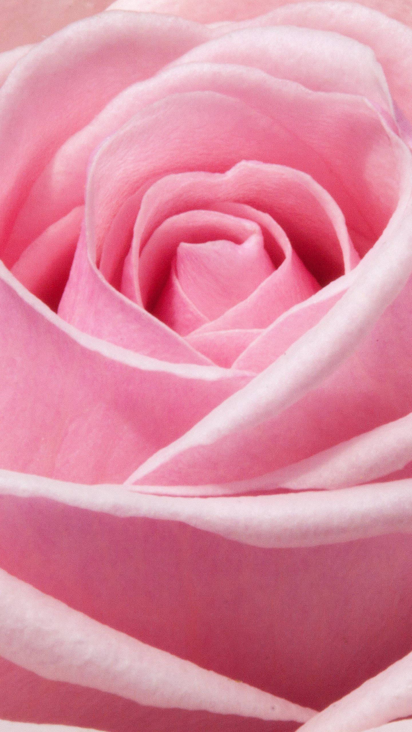 Pink Rose iPhone, soft pink rose, delicate layered petals, 2K Phone Wallpaper