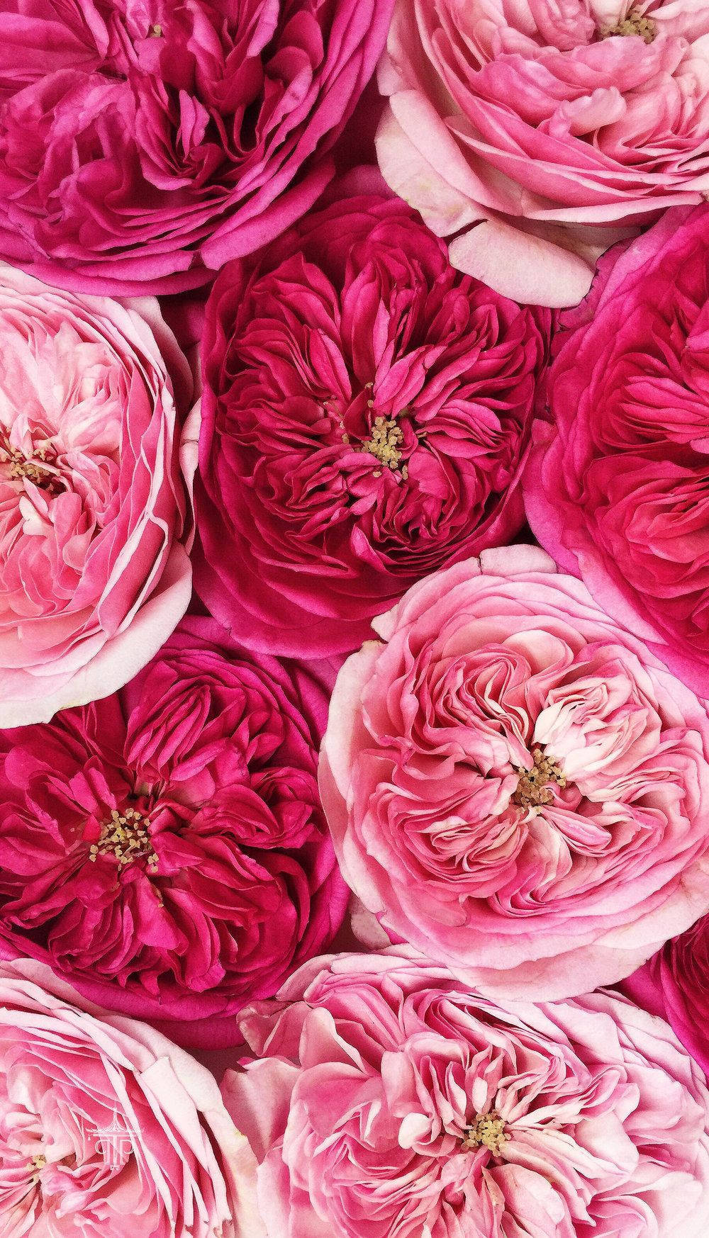 Pink Rose, Pink Girl, iPhone, HD Phone Wallpaper