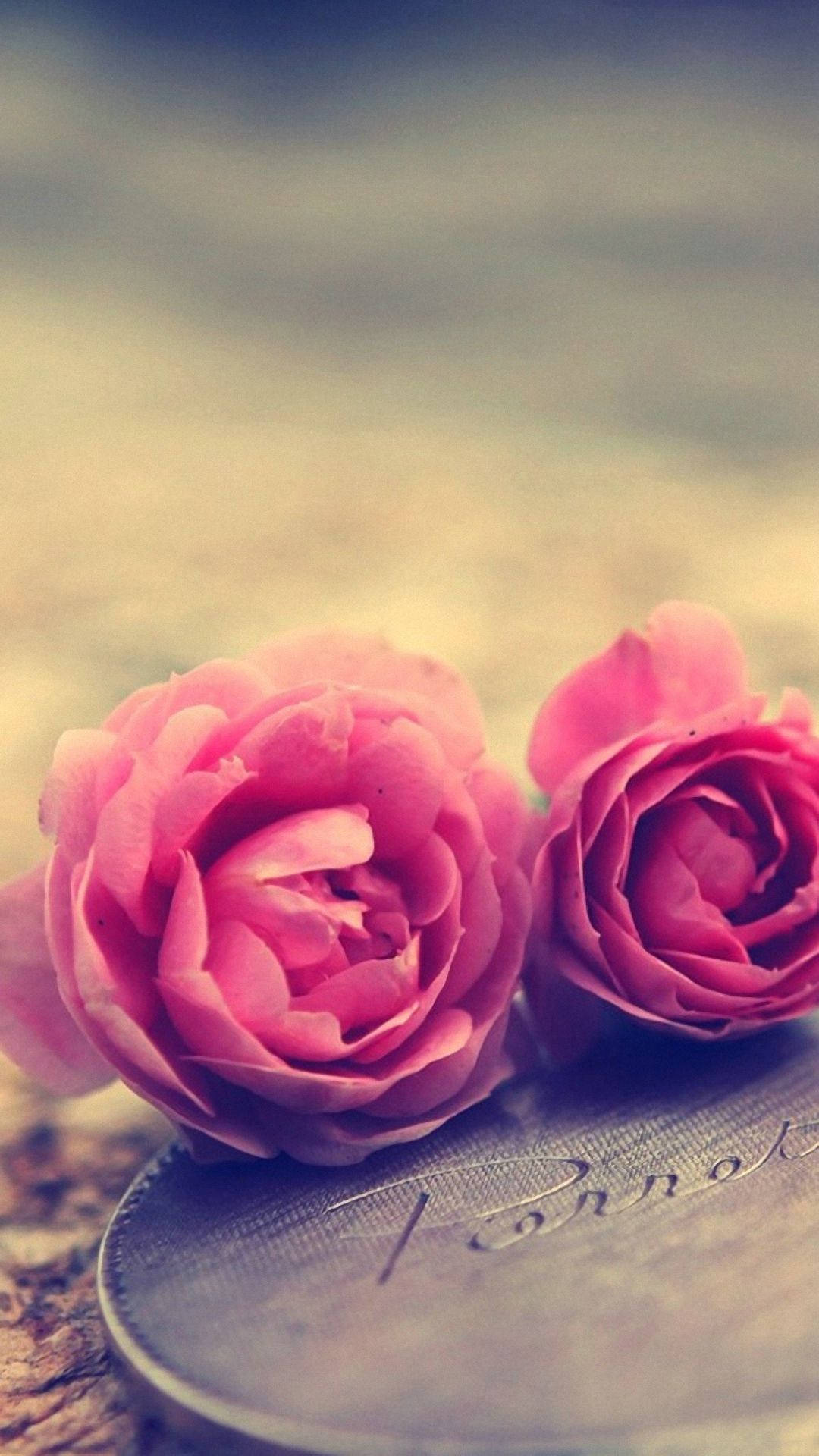 Pink Rose iPhone, pink roses, vintage coin, Full HD Phone Wallpaper