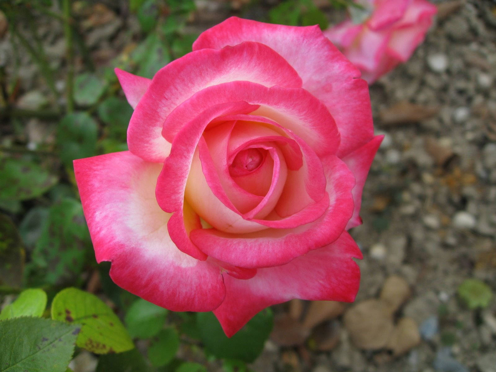 pink rose, gradient petals, soft-focus garden backdrop, HD Desktop Wallpaper
