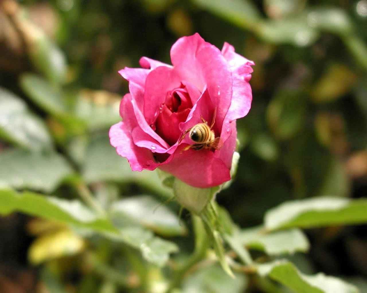 pink rose, bee, dew drops, HD Desktop Wallpaper
