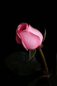 light pink rose flower, pink rosebud, deep black background, SD Phone Wallpaper