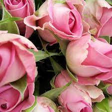 pink rose buds, soft pink roses, delicate petals, SD Desktop Wallpaper