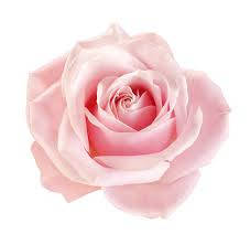 pink rose, white background, full bloom, SD Desktop Wallpaper