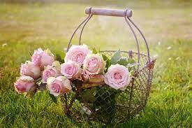 pink rose, wire basket, vibrant green grass, SD Desktop Wallpaper