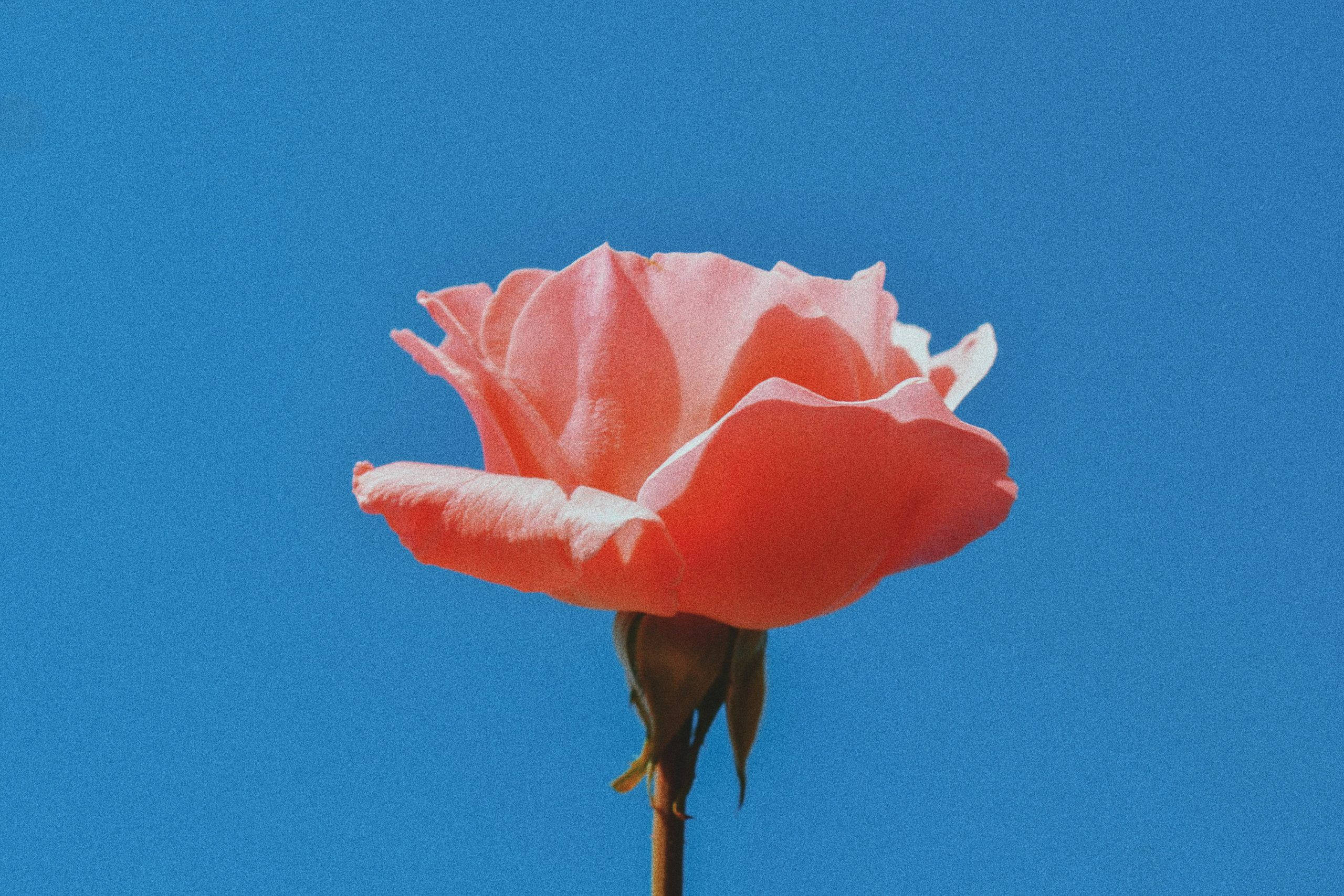 peach rose, vivid blue sky, minimalist composition, 2K Desktop Wallpaper