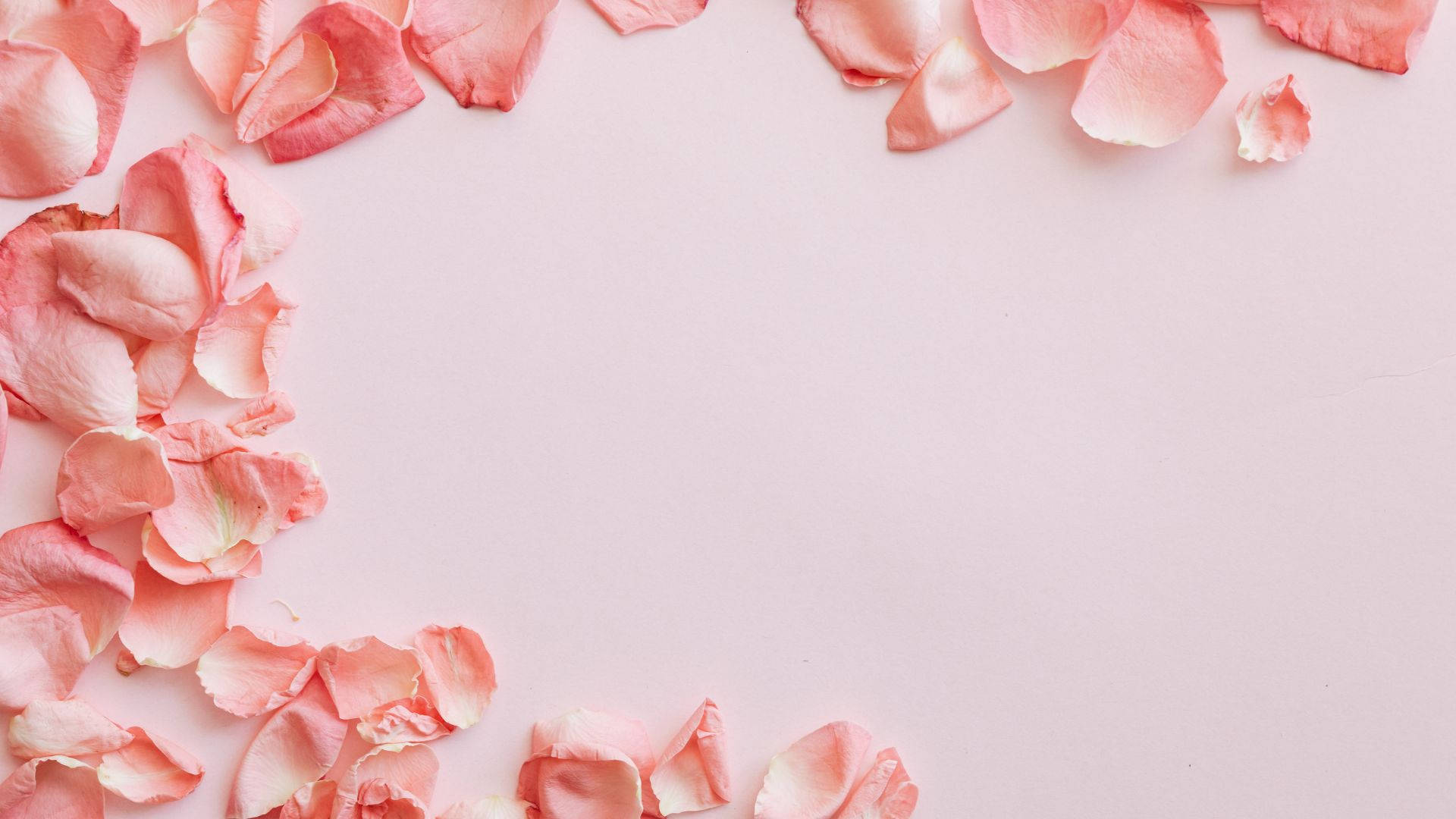 baby pink rose petals, soft pink rose petals, minimalist light pink background, Full HD Desktop Wallpaper