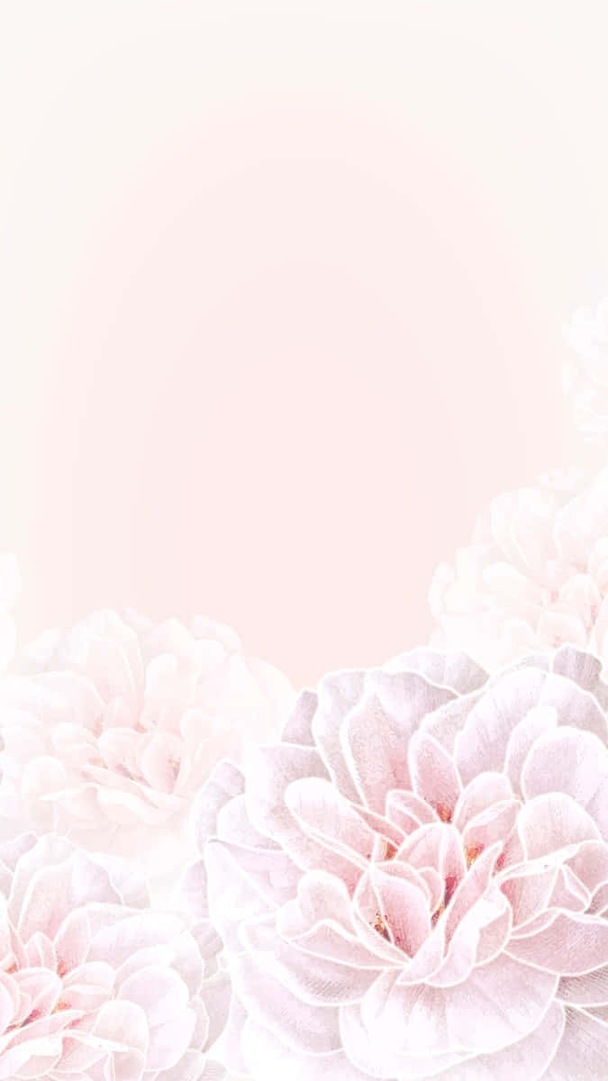 Pink Floral Rose Design, soft pink peonies, pastel gradient background, SD Phone Wallpaper