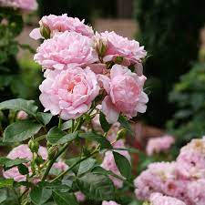 pink rose, soft pink roses, green foliage, SD Desktop Wallpaper