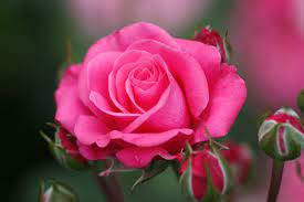 Burning Pink Rose Flowers, vibrant pink rose, soft petals, SD Desktop Wallpaper