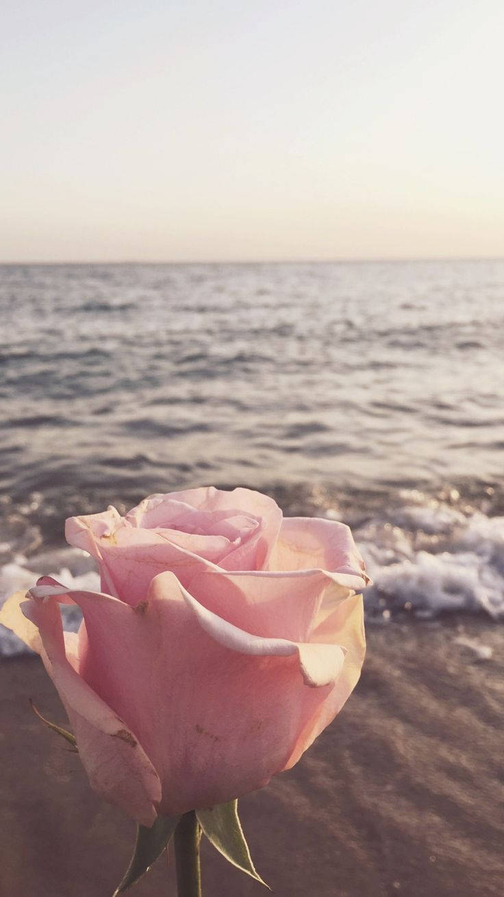 pink rose, sandy shore, ocean waves, HD Phone Wallpaper