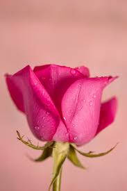 pink rose, rosebud, dewdrops, SD Phone Wallpaper