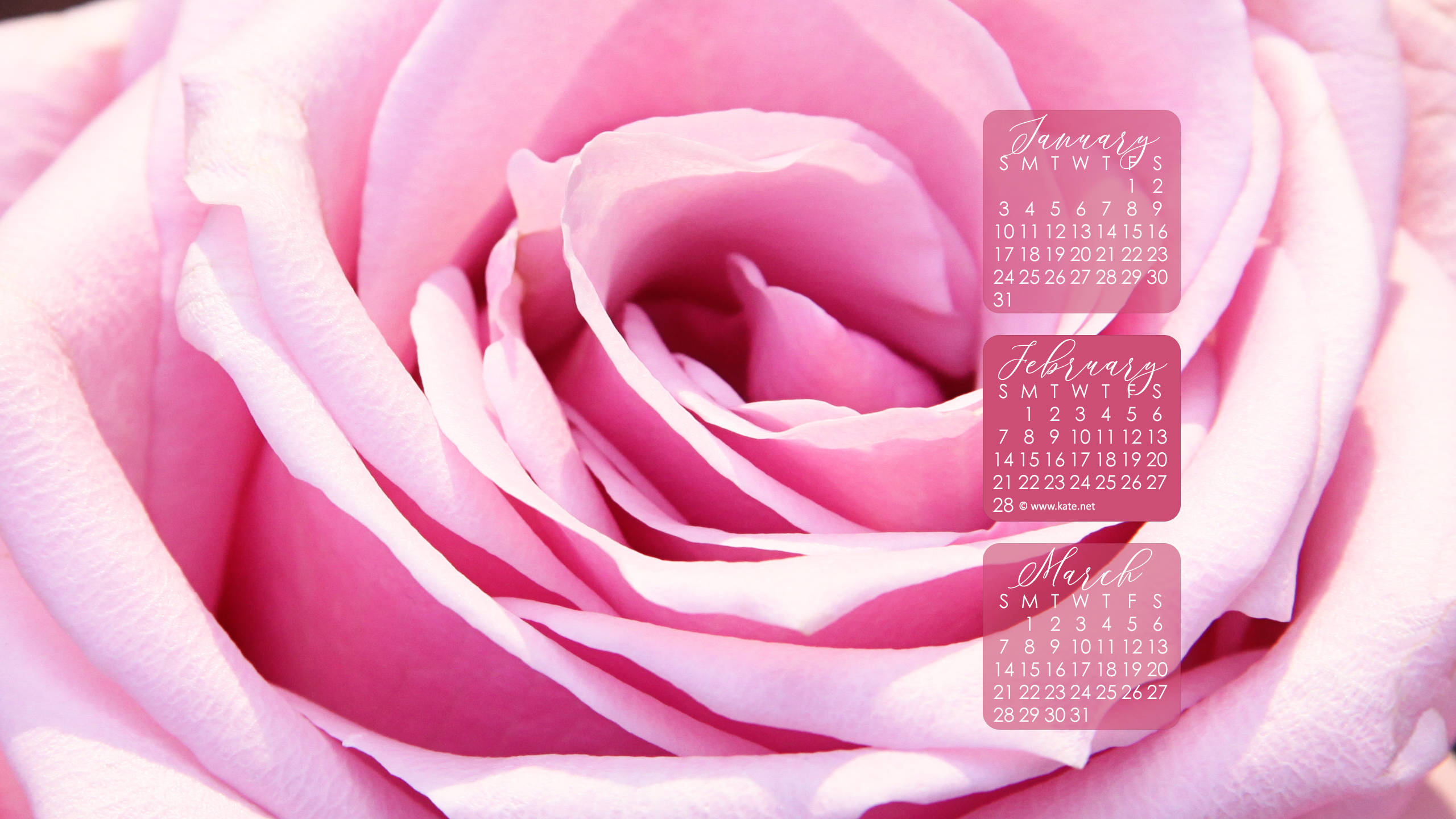 2021 calendar, soft pink rose, delicate petals, 2K Desktop Wallpaper