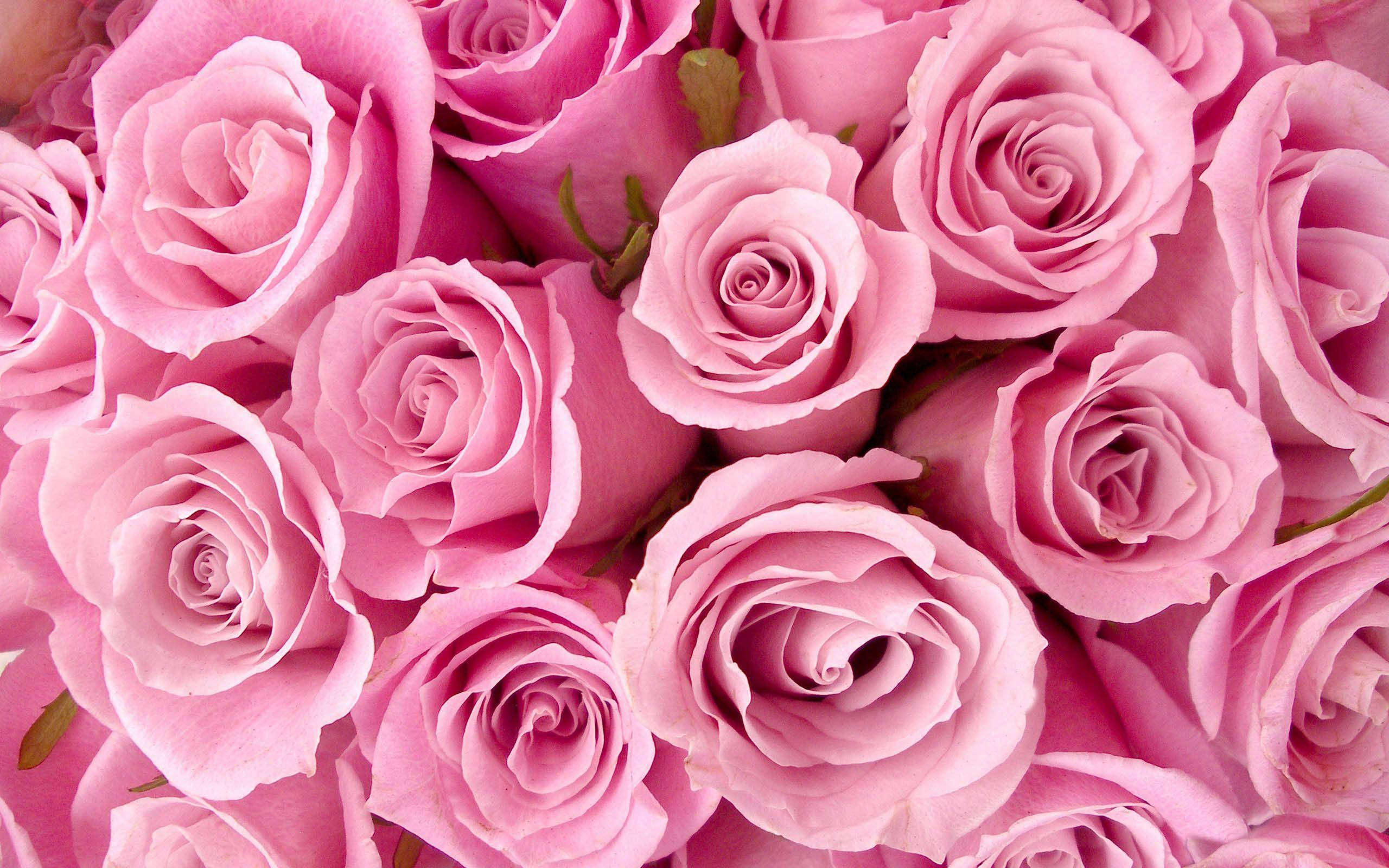 lovely rose pink flower, soft pink roses, delicate layered petals, 2K Desktop Wallpaper