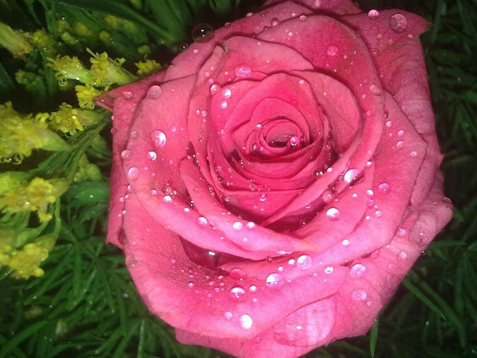 pink rose, dewdrops, green grass, HD Desktop Wallpaper