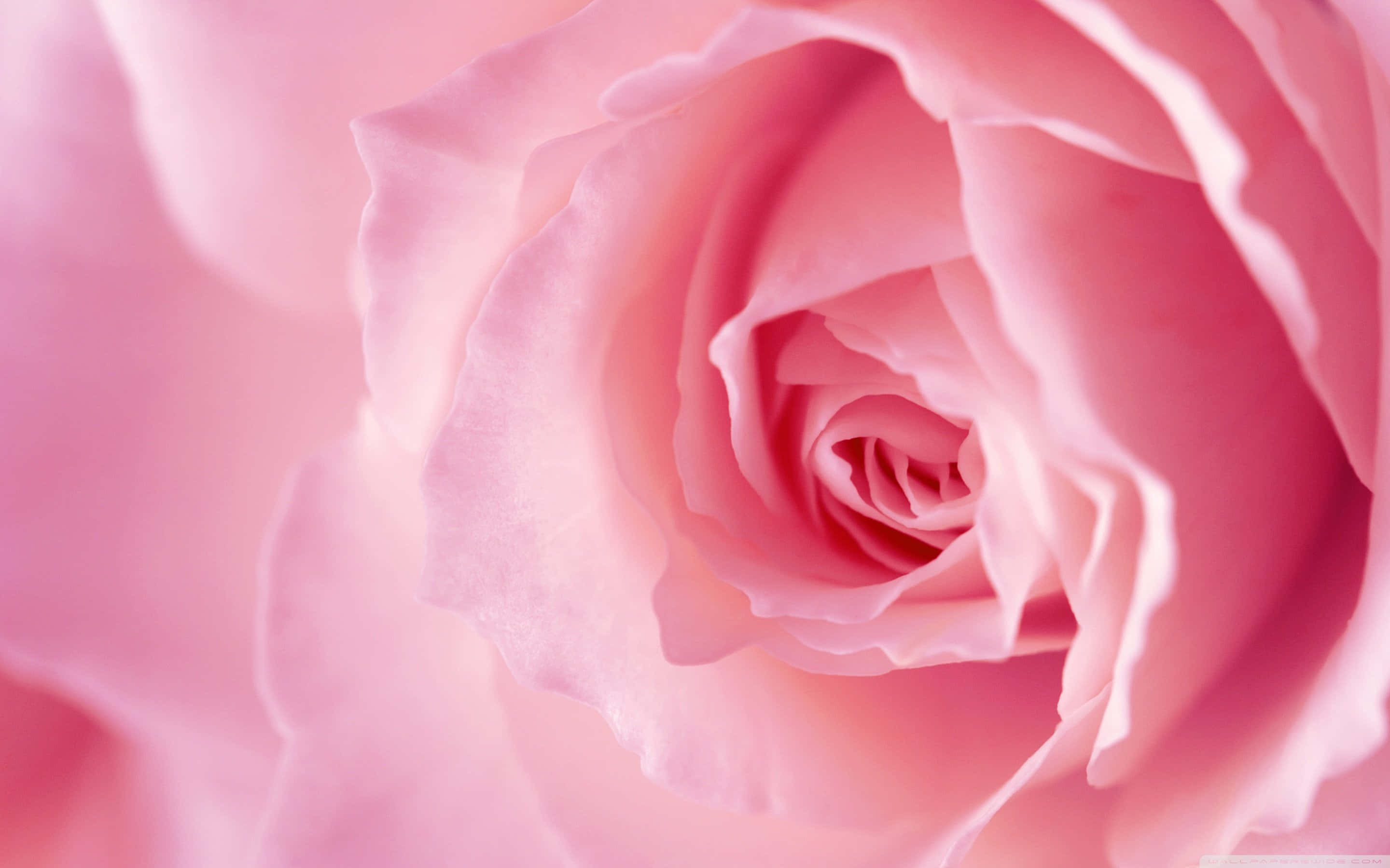 soft pink rose, delicate petals, gentle gradient of pastel hues, 2K Desktop Wallpaper