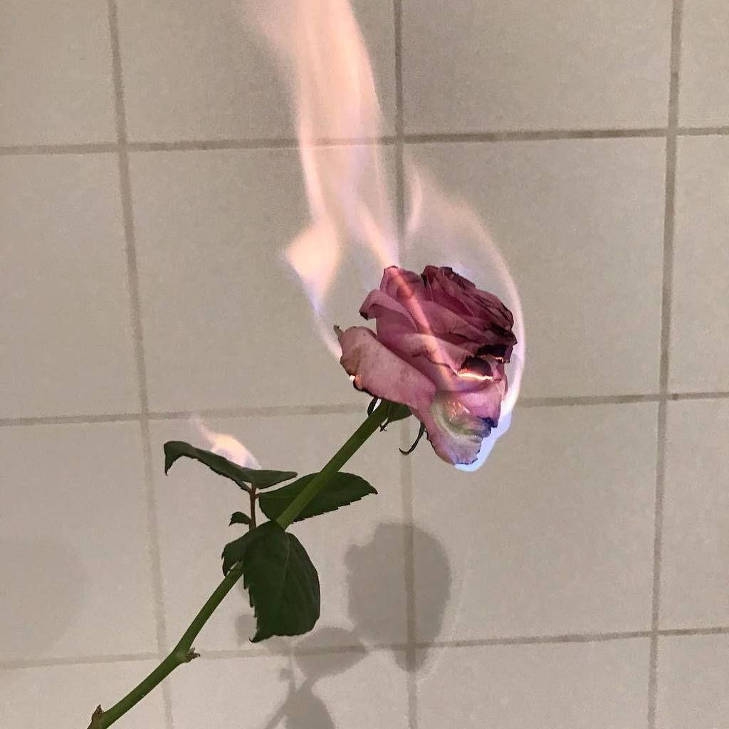 Pink Vintage Aesthetic, flaming rose, soft blue and white flames, SD Desktop Wallpaper