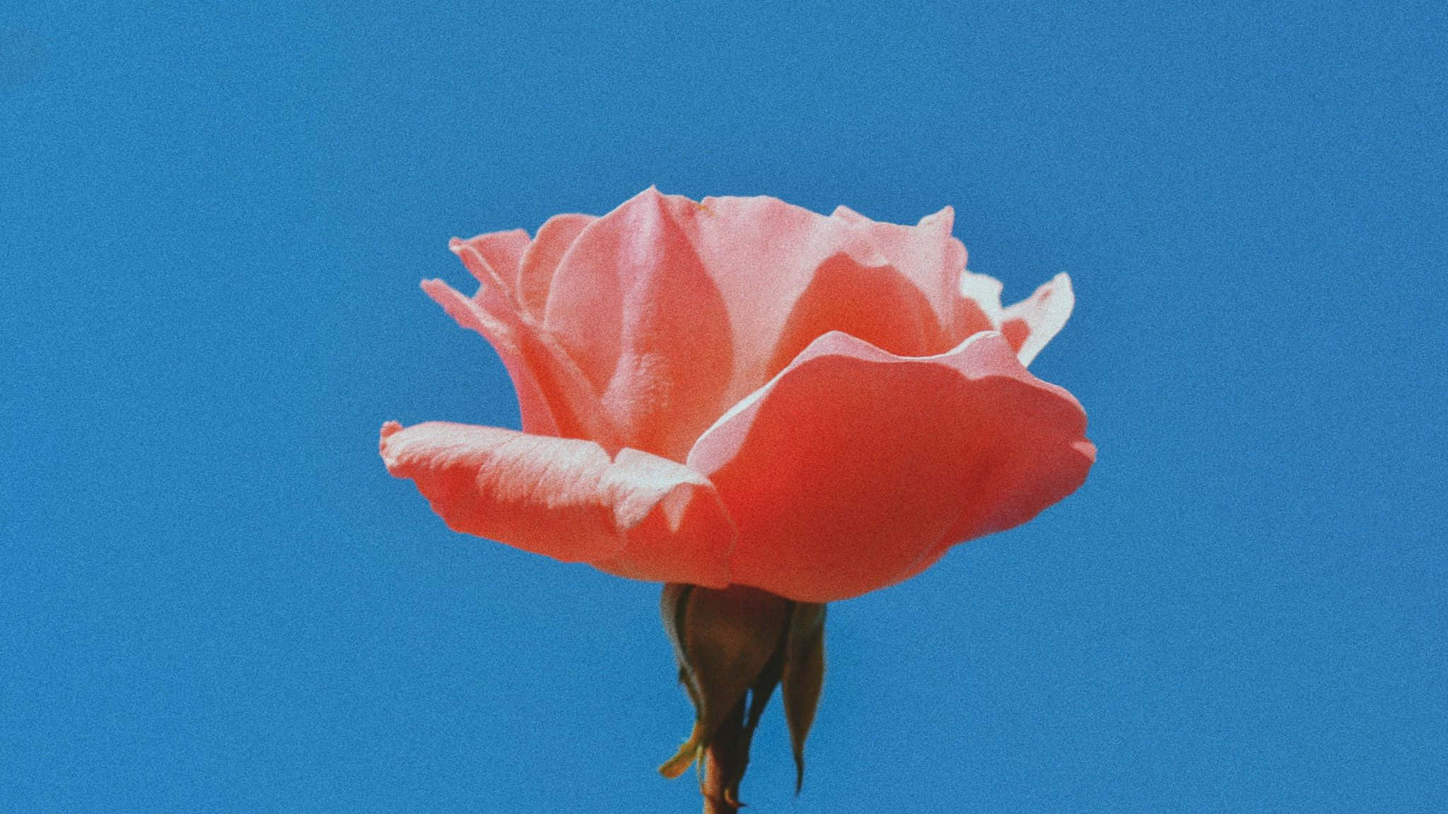 Pink Rose, soft coral rose, vivid blue sky, Full HD Desktop Wallpaper