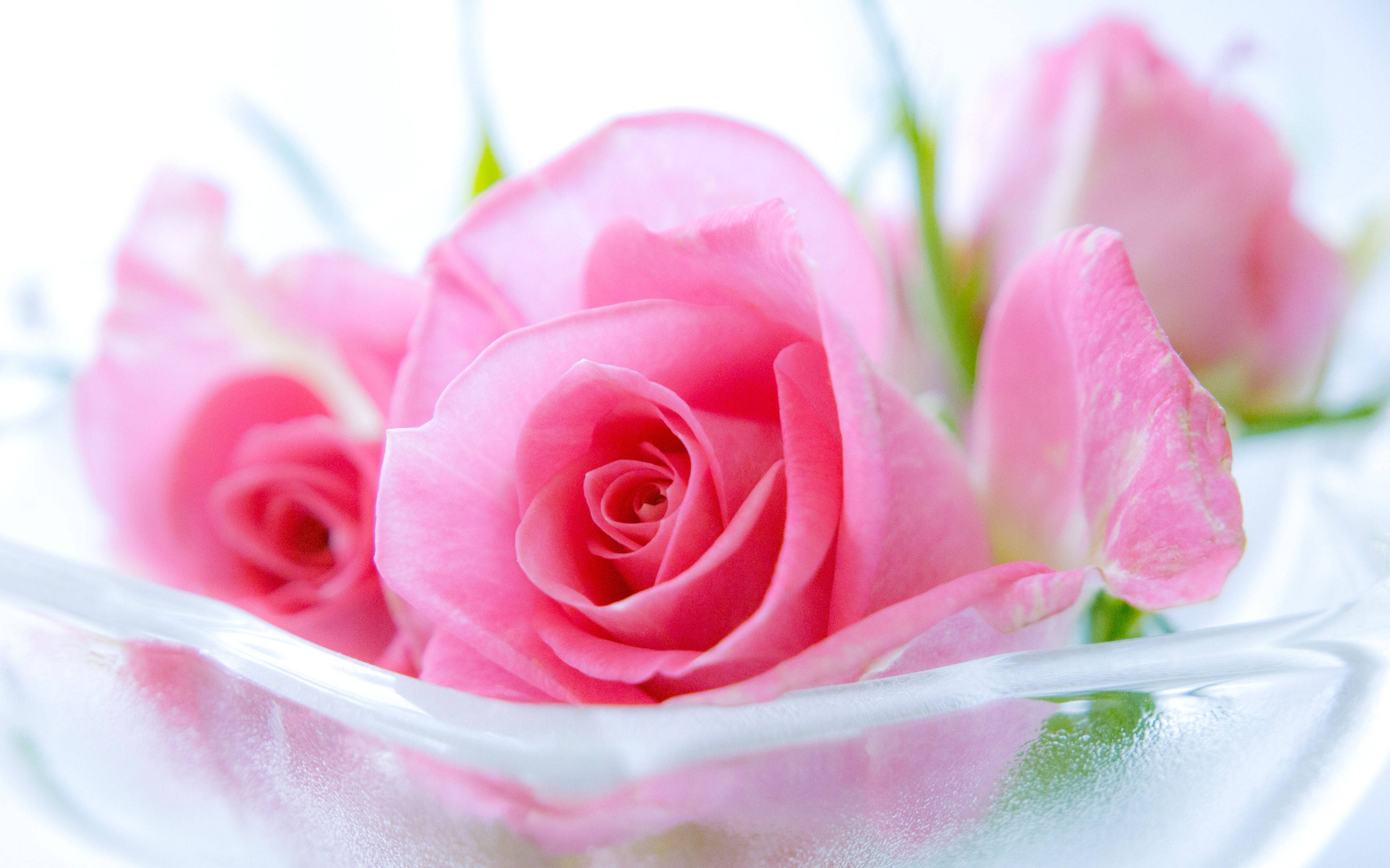 soft pink roses, delicate petals, clear glass bowl, 4K Desktop Wallpaper