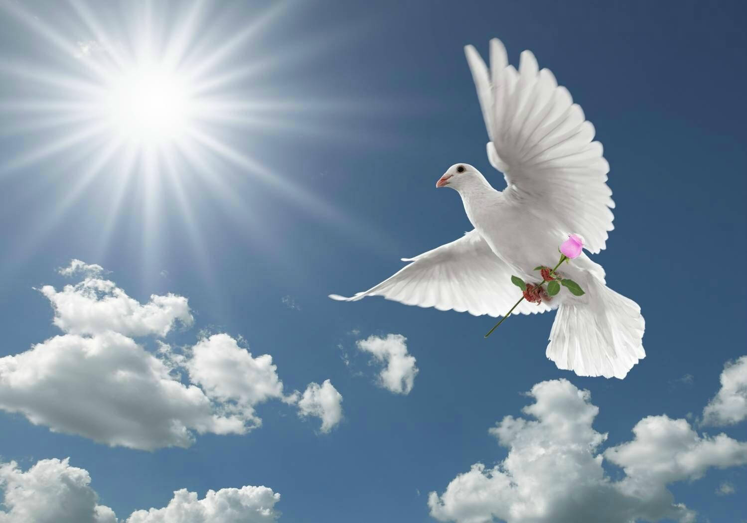 white dove, pink rose, bright blue sky, HD Desktop Wallpaper