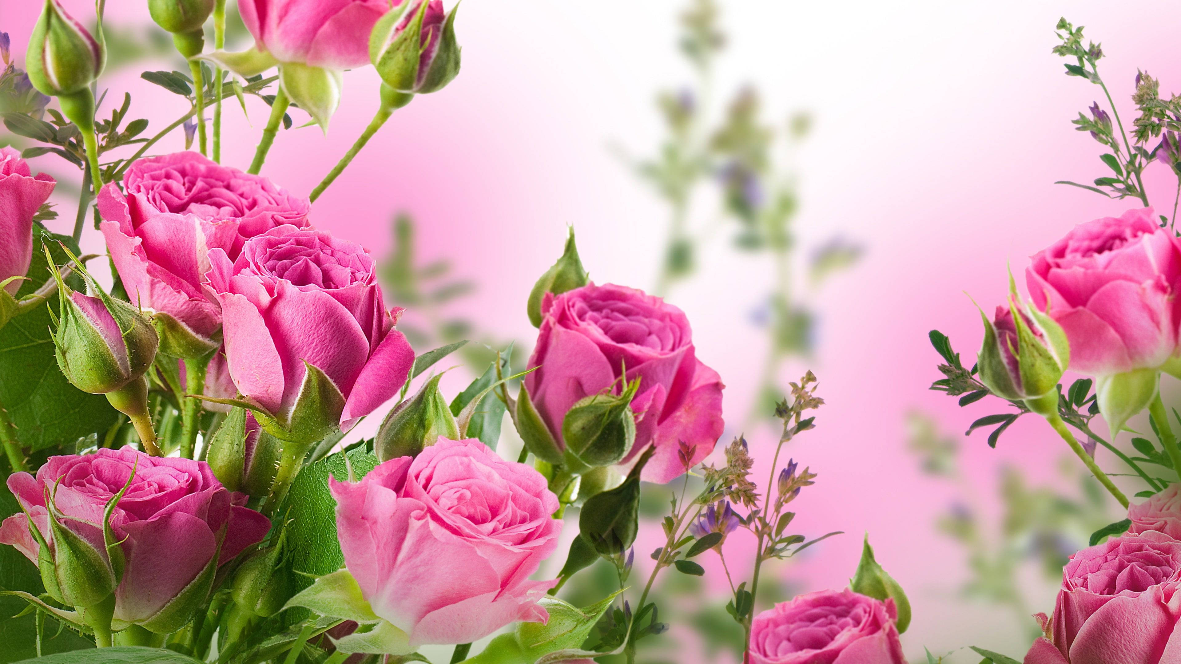 Deep Pink Roses Desktop, vibrant pink roses, soft pink blurred background, 4K Desktop Wallpaper