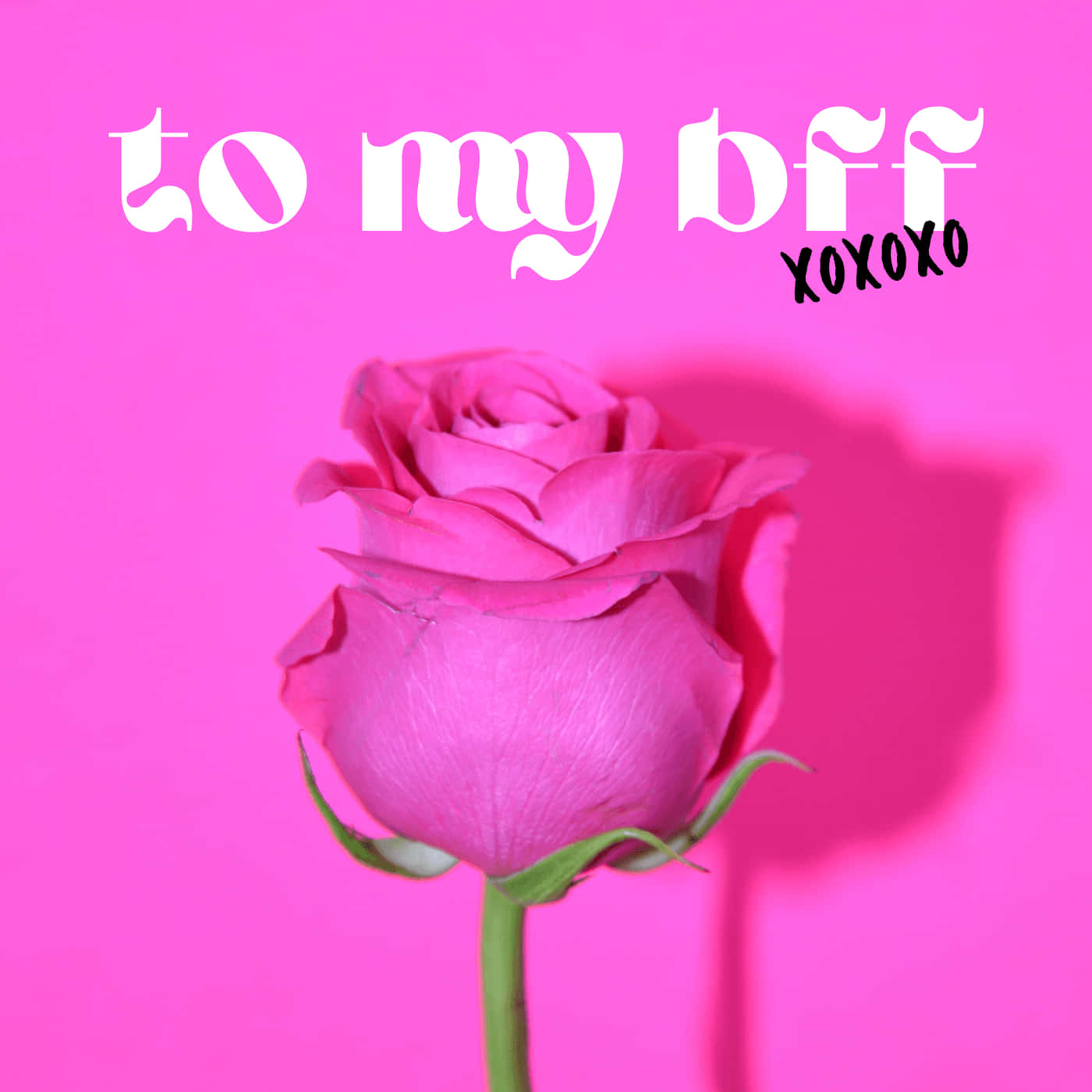 Pink Rose, Spotify Playlist Cover, vibrant pink background, HD Desktop Wallpaper