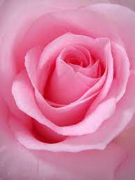 Pink Rose, soft pink rose, delicate layered petals, SD Phone Wallpaper