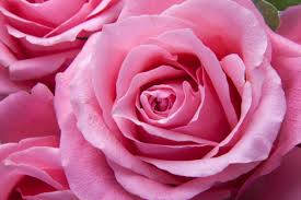 Pink Rose, soft pink, delicate layered petals, SD Desktop Wallpaper
