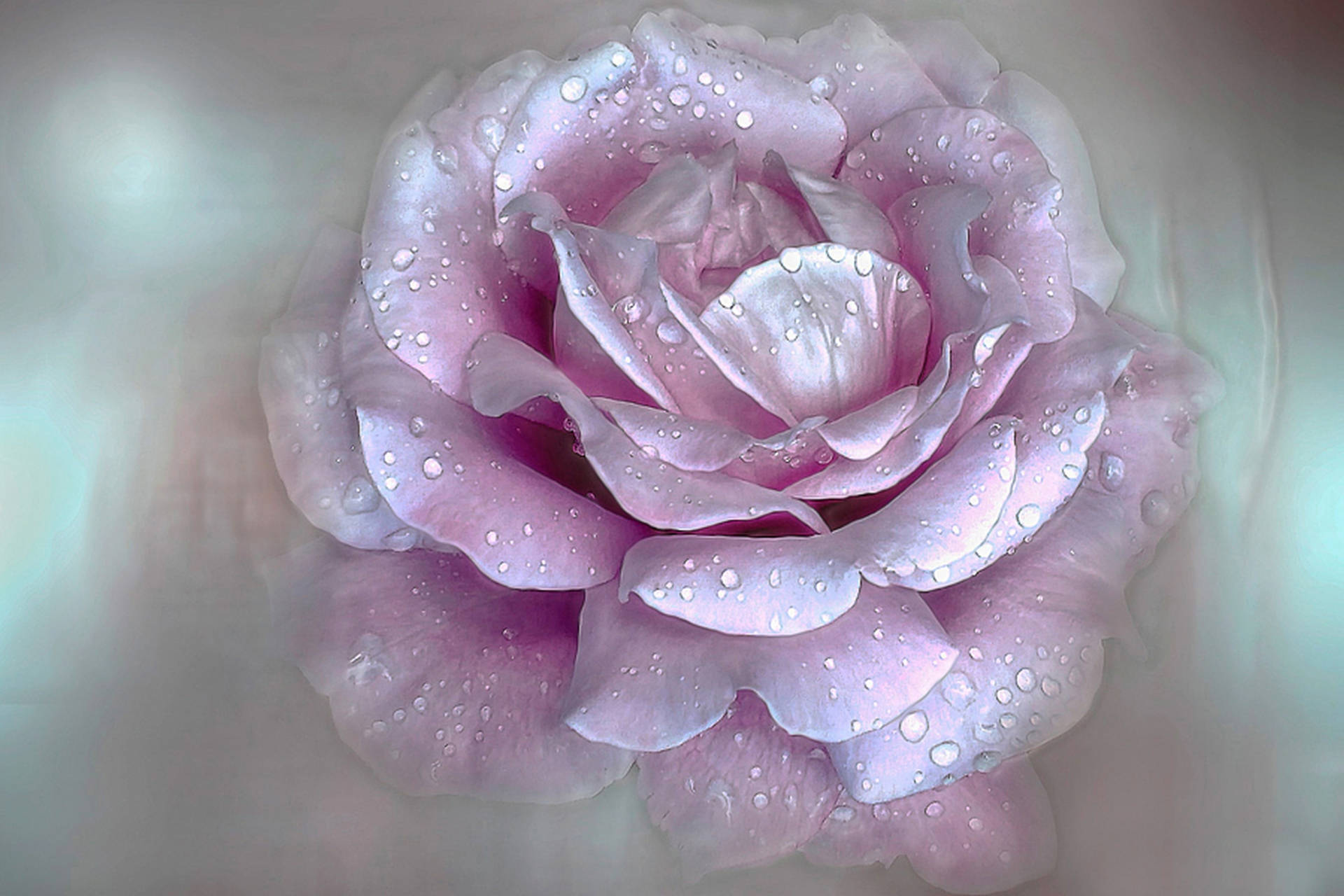pink rose, glistening water droplets, delicate petals, Full HD Desktop Wallpaper