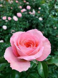pink rose, soft pink rose, lush green backdrop, SD Phone Wallpaper