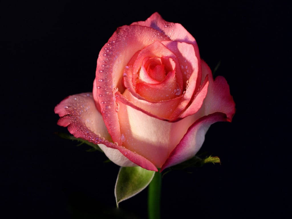 pink rose, dew drops, deep black background, SD Desktop Wallpaper