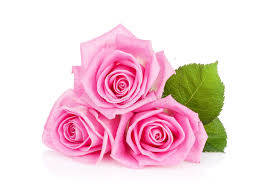 three pink rose flowers, delicate pink roses, lush green leaves, SD Desktop Wallpaper
