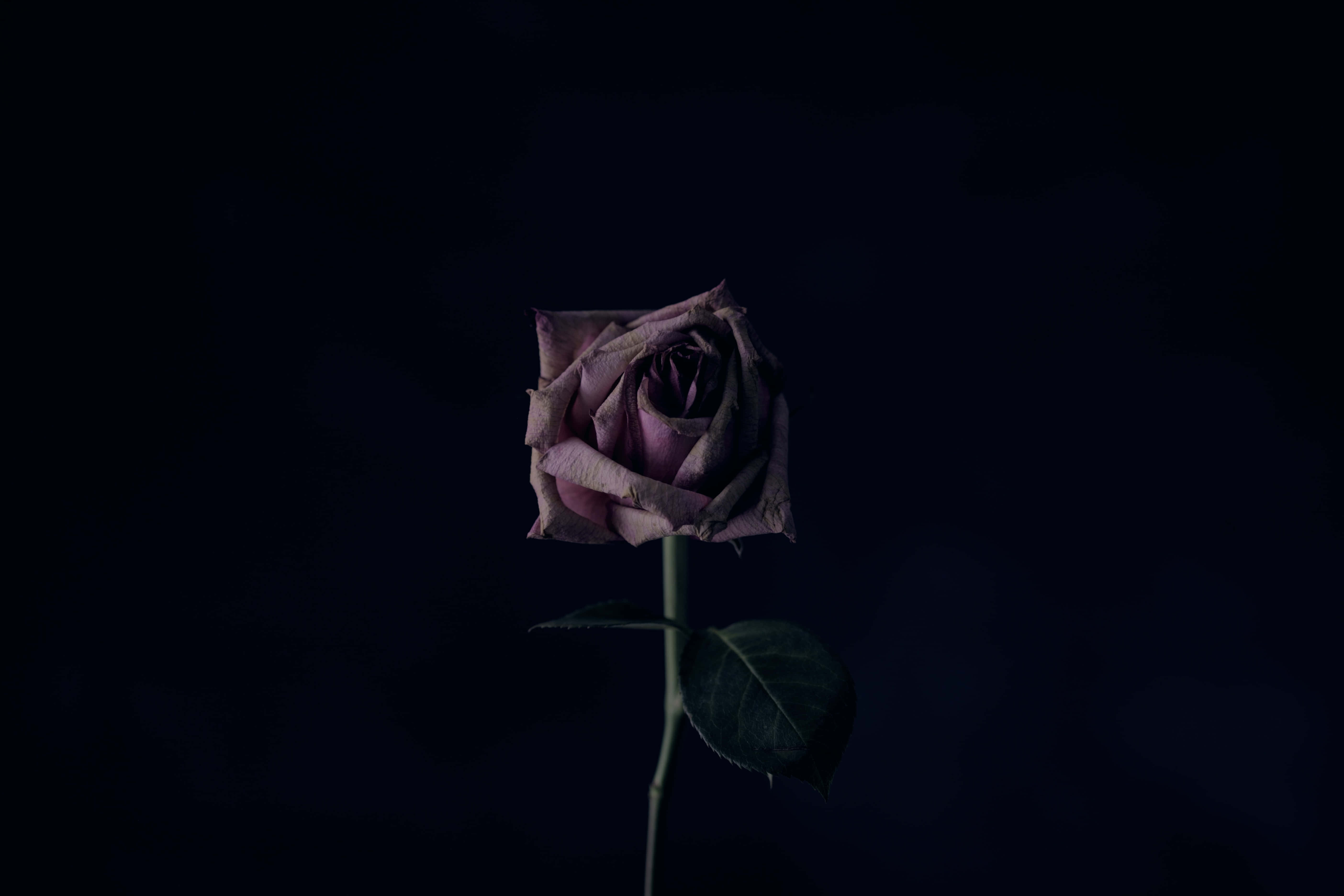 withered purple rose, deep black background, dark room, 5K Desktop Wallpaper