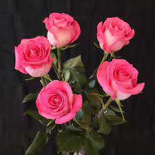 Pink Rose, vibrant pink roses, lush green leaves, SD Desktop Wallpaper