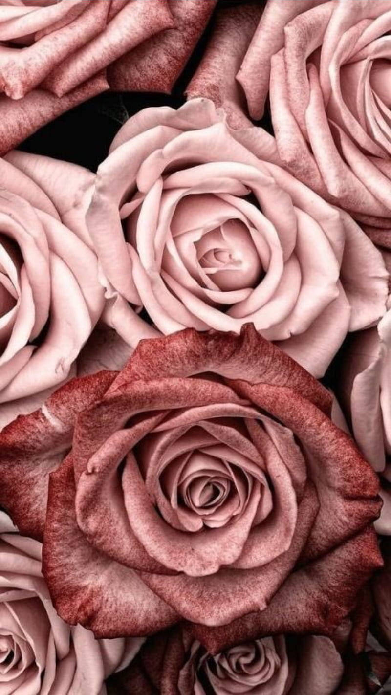 rose gold ombre, pink roses, soft pink, HD Phone Wallpaper