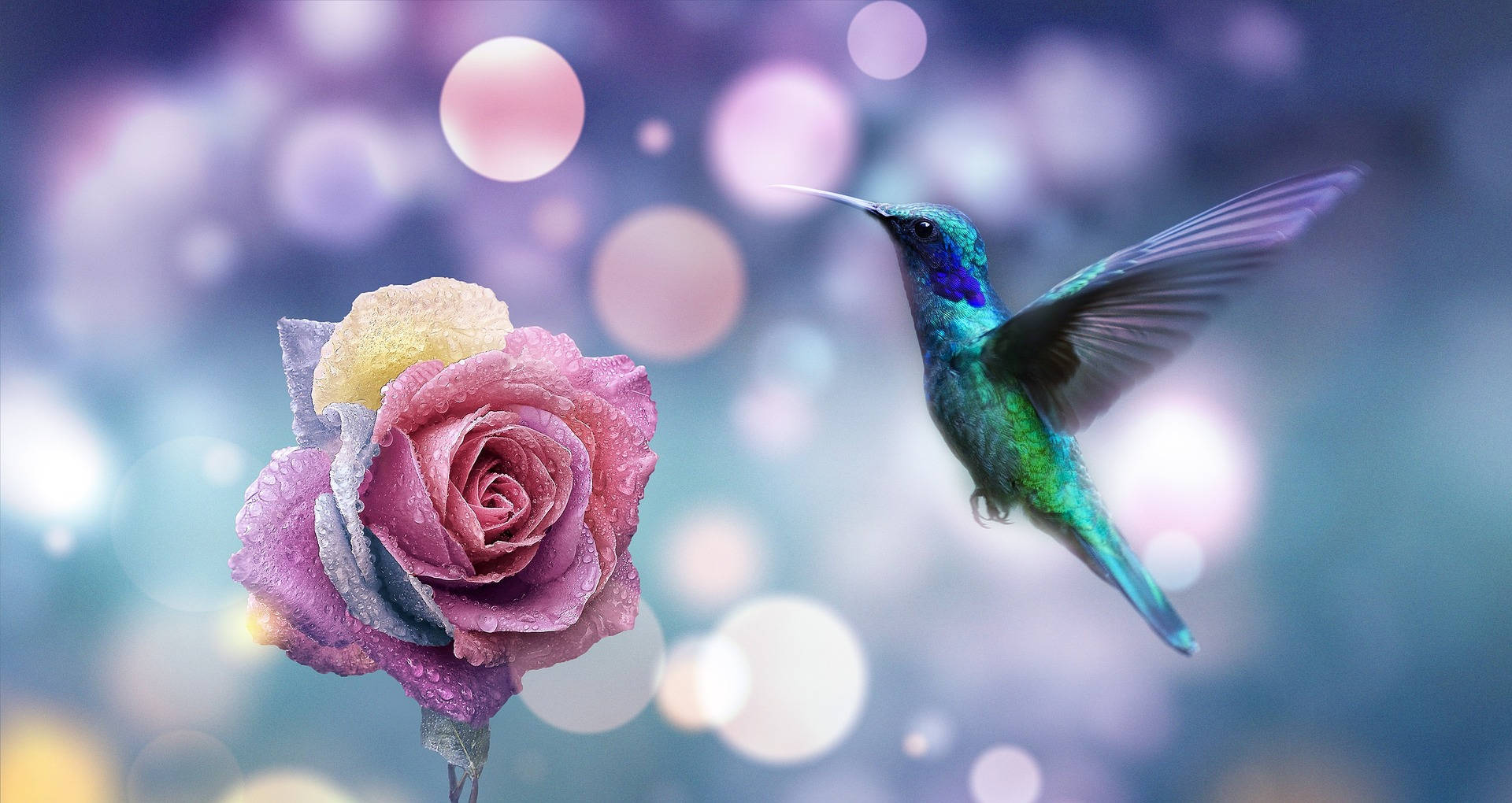 hummingbird, dewy pink rose, dreamy bokeh background, Full HD Desktop Wallpaper