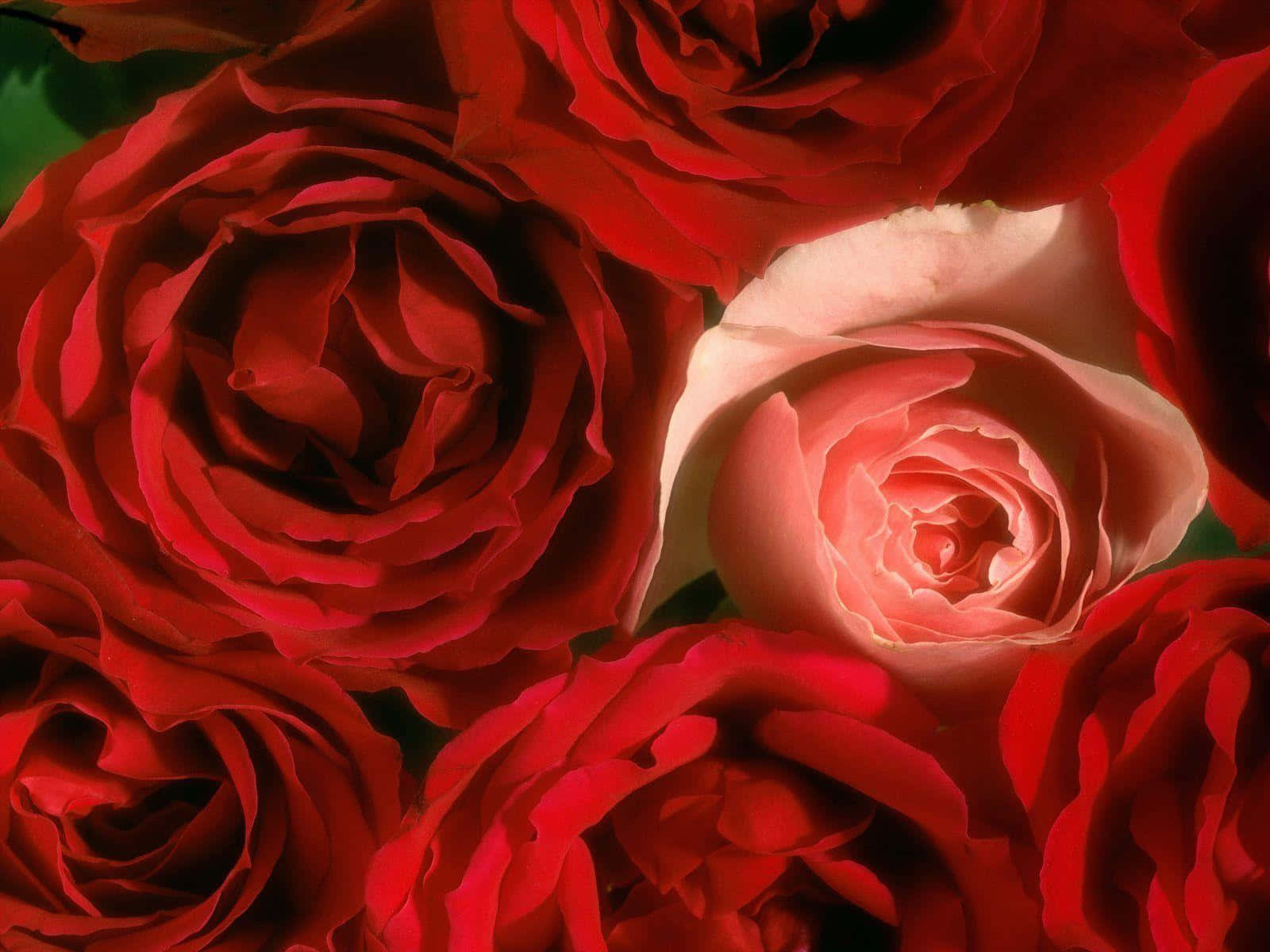 sensual rose, rich red roses, soft pink rose, HD Desktop Wallpaper