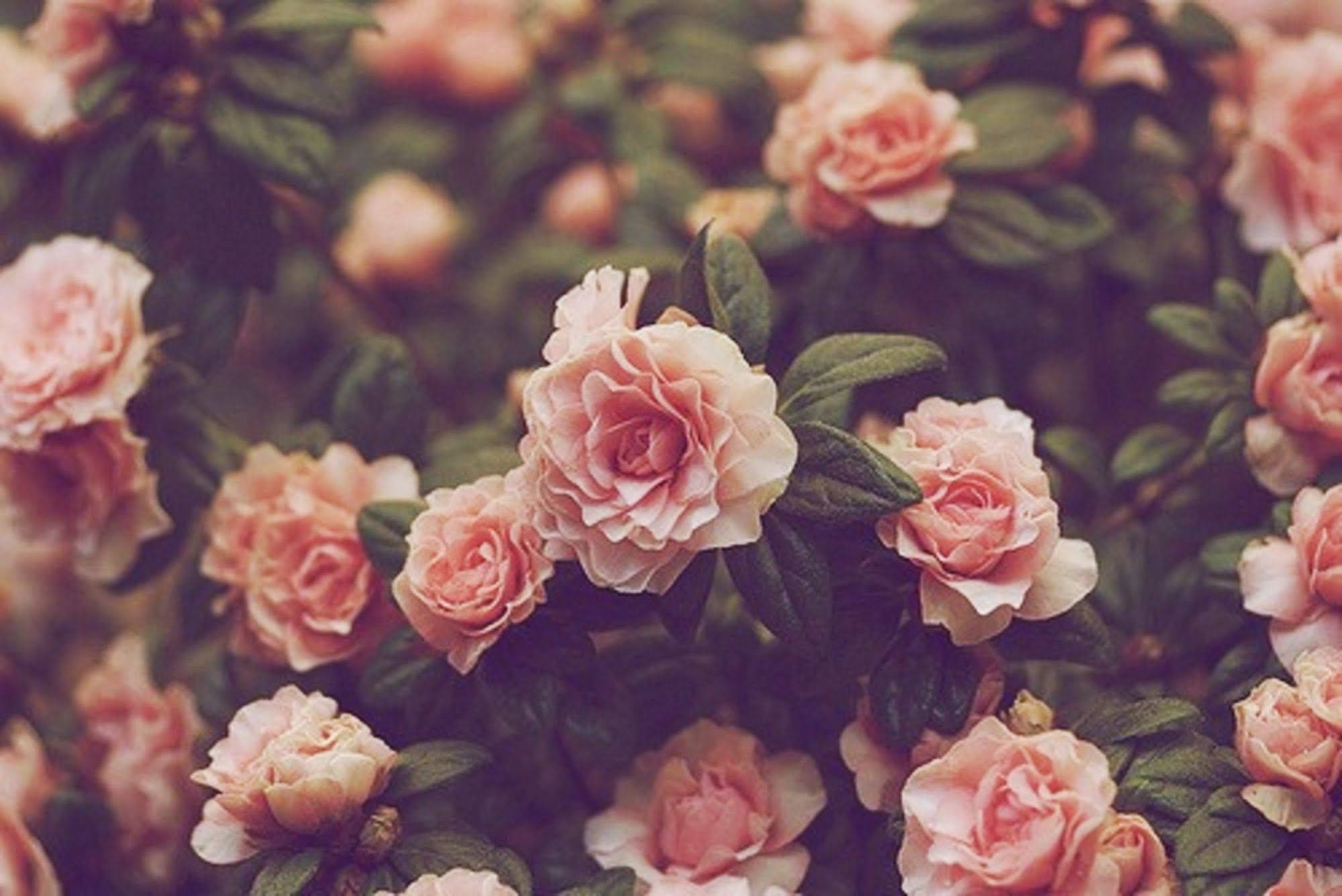 roses desktop 2000 x 1336, Bush Roses Desktop, soft pink roses, Full HD Desktop Wallpaper