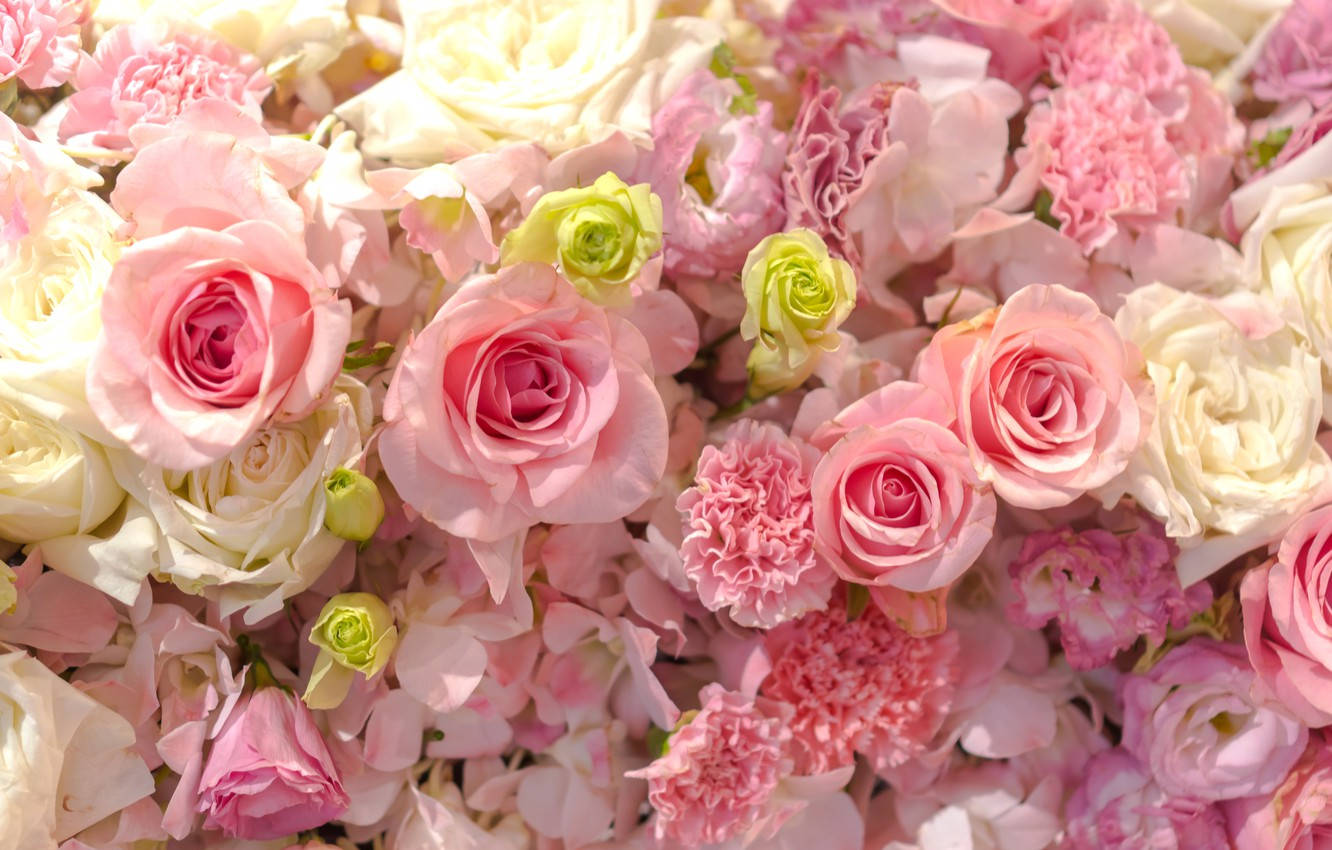 Pink And White Roses Desktop, soft pink roses, cream roses, HD Desktop Wallpaper