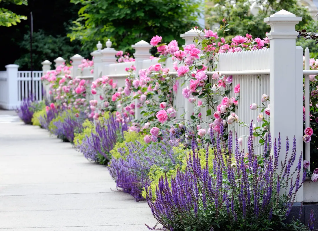 Pink Roses