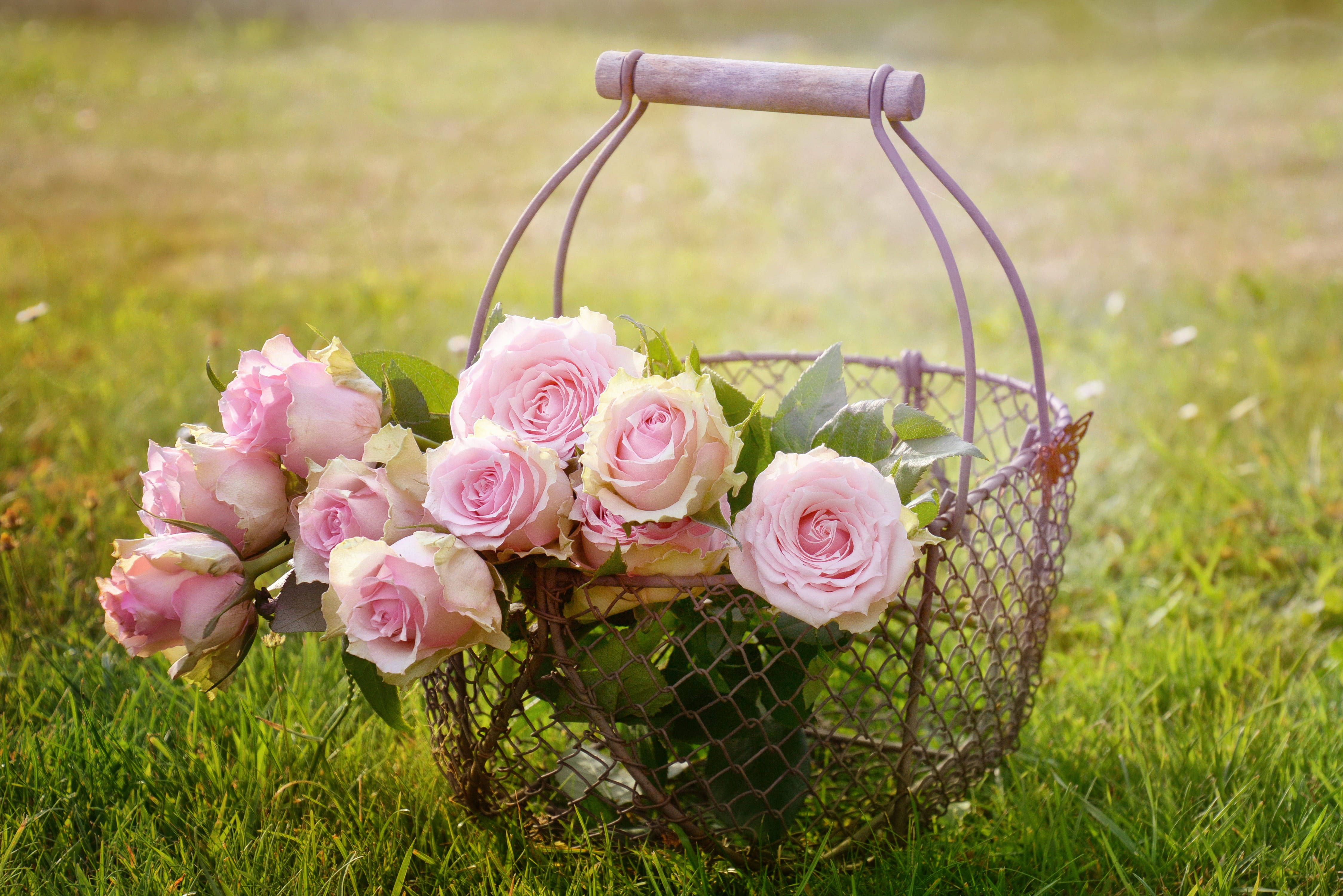 pink roses, wire basket, vibrant green grass, 4K Desktop Wallpaper